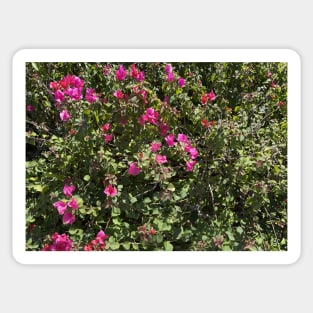 pink bougainvillea Sticker